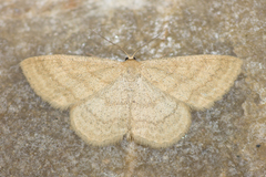 Scopula luteolata