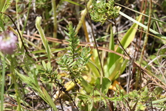 Hypericum microsepalum