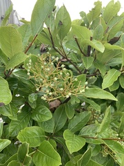 Viburnum