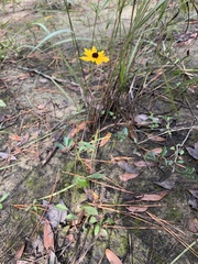 Coreopsis palustris