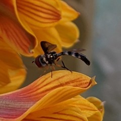 Pelecinobaccha costata