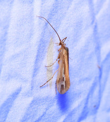 Limnephilus ornatus