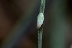 Memnonia flavida