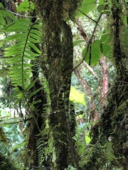 Anolis aequatorialis