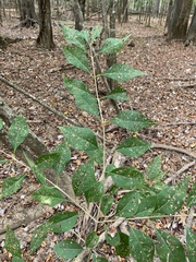 Forestiera acuminata