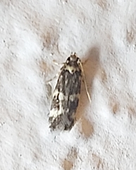 Oegoconia deauratella