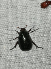 Paranomala cincta