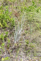 Andropogon virginicus