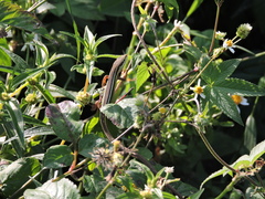 Takydromus viridipunctatus