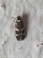 Oegoconia deauratella