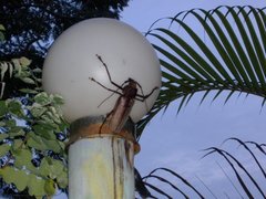 Xixuthrus domingoensis