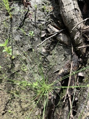 Cyperus subsquarrosus