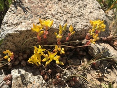 Sedum debile