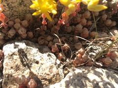 Sedum debile