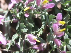 Rhinotropis subspinosa