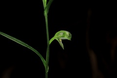 Pterostylis longifolia
