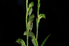 Pterostylis longifolia