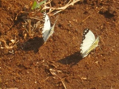 Belenois