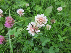 Trifolium repens