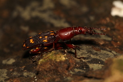Baryrhynchus poweri