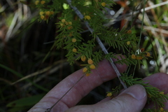 Taxodiomyia
