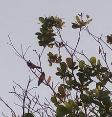 Acridotheres tristis