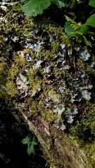 Peltigera