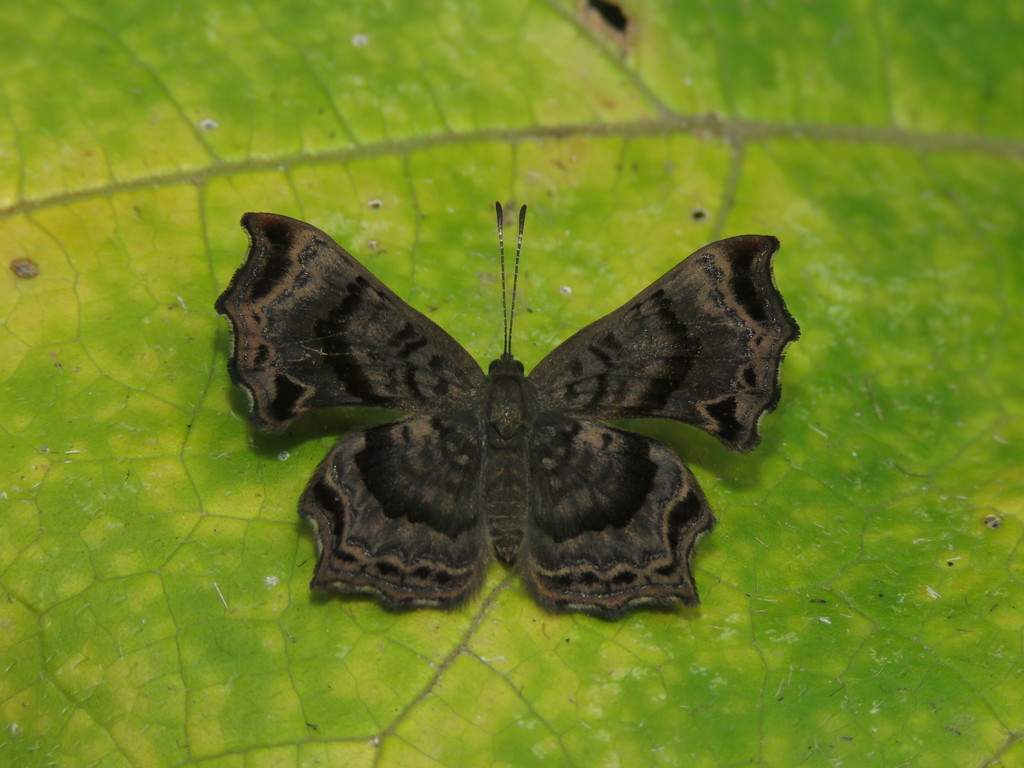 Amphiselenis chama