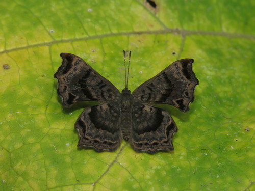Amphiselenis chama