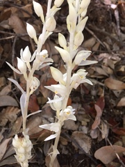 Cephalanthera austiniae