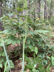 Paspalum bifidum