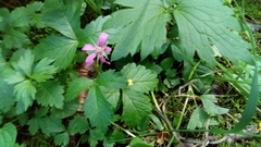 Rubus arcticus