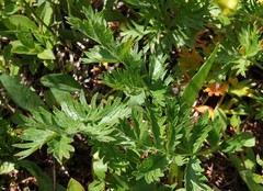 Potentilla drummondii