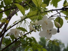 Wrightia religiosa