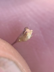 Nemacladus capillaris