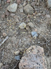 Nemacladus capillaris