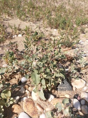 Atriplex mucronata