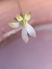 Nemacladus capillaris