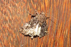 Argyrosticta decumana