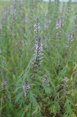 Leonurus glaucescens