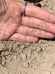 Nemacladus capillaris