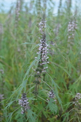 Leonurus glaucescens