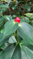 Costus woodsonii