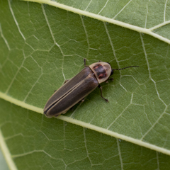 Photinus signaticollis