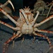 Japanese Spider Crab - Photo (c) Brian Gratwicke, some rights reserved (CC BY)