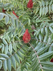 Rhus × borealis