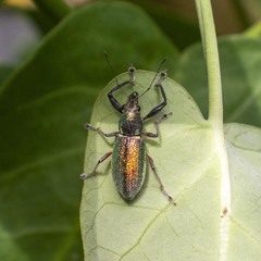 Naupactus auricinctus