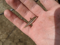 Phenacobius mirabilis