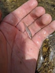 Phenacobius mirabilis