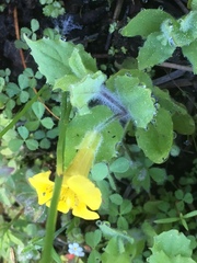 Erythranthe moschata